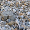 Groyne & Pebbles