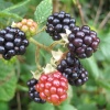 Blackberries