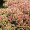 Sedum Herbistfreude  (Ice Plant)