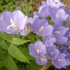 Garden flora in Wheatley
