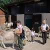 Donkey Sanctuary and people petting the donkeys