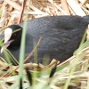 Nesting Coot