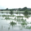Midgham Marsh