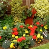 Garden Flowers