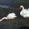 Swans at Keyhaven