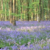Bluebell Wood nr Micheldever
