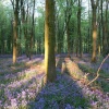 Bluebell wood shadows