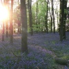 Sun setting in the bluebell wood