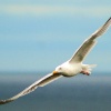Herring Gull