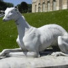 Greyhound