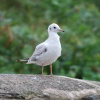 Black Headed Gull