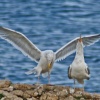 A Herring Gull greets it returning mate.