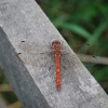 Ruddy Darter at Kelham Bridge