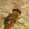 Common darter dragonfly......sympetrum striolatum