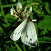Large white butterfly (female).......pieris brassicae
