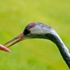 A Crane feeds fron visitors hand.