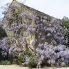 Wisteria at Hidcote Manor