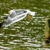 Lesser Black-Backed Gull