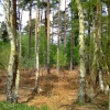 Beautiful trees