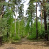 More lovely trees.