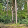 Deep inside the forest.