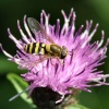 Hoverfly.....syrphus ribesii