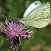 Green veined white......pieris napi (female)