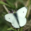 Small white butterfly.....artogeia rapae