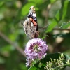 Red Admiral butterfly.......vanessa atalanta