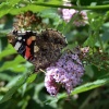 Red Admiral butterfly.......vanessa atalanta