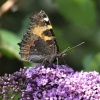 Small tortoiseshell butterfly.......aglais urticae