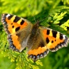 Small tortoiseshell butterfly.......aglais urticae