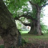 Plane Trees, Mottisfont Abbey Garden