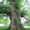 Plane Tree, Mottisfont Abbey Gardens