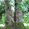Plane Tree
