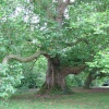 Britain's largest Plane Tree