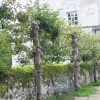 Part of the Garden!
