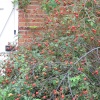 The Walled Garden