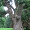 Sweet chestnut tree