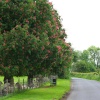 Pink horse chestnut