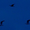 Seagulls flying at dusk, Padbury, Bucks.