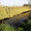 Common Reed near Yapton