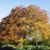 Weald and Downland Museum, Singleton
