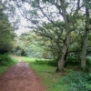 A walk in Shotover Country Park, Oxford