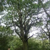 A walk in Shotover Country Park, Oxford