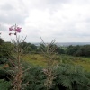 A walk in Shotover Country Park, Oxford