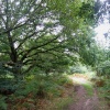 Our very own New Forest in Oxford
