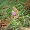 Walking around Shotover Country Park