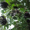 Elderberries, Shotover Country Park