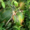 Spider, Closer crop